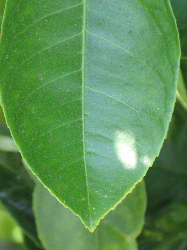              Margin (Riverside, CA)       